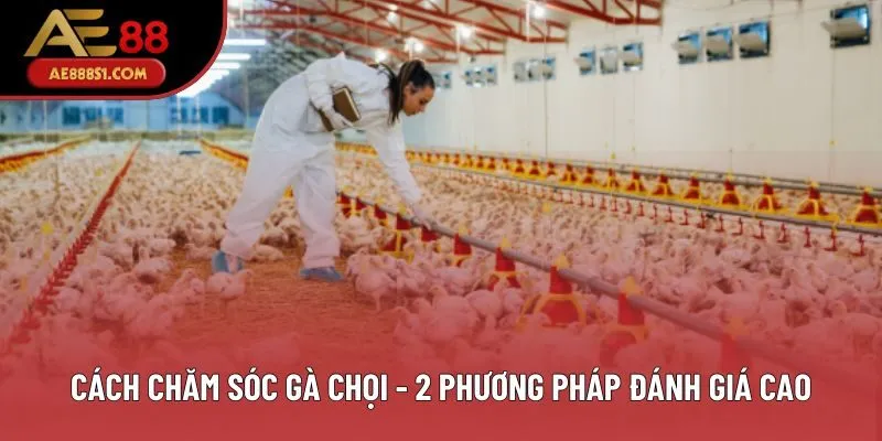 Cách Chăm Sóc Gà Chọi - 2 Phương Pháp Được Đánh Giá Cao