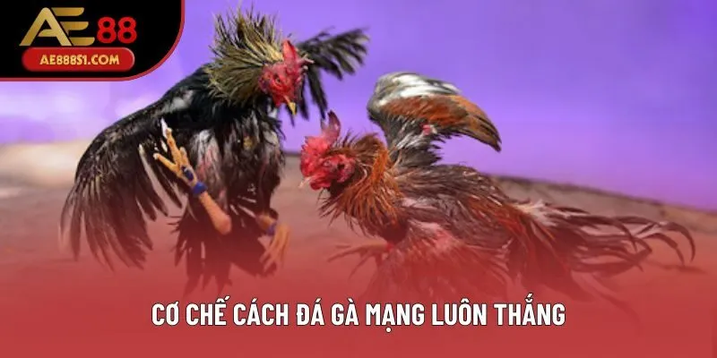 Cơ chế cách đá gà mạng luôn thắng Cơ chế cách đá gà mạng luôn thắng