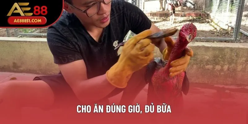 Cho ăn đúng giờ, đủ bữa