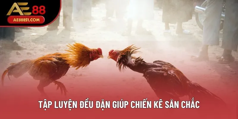 Tập luyện đều đặn giúp chiến kê săn chắc