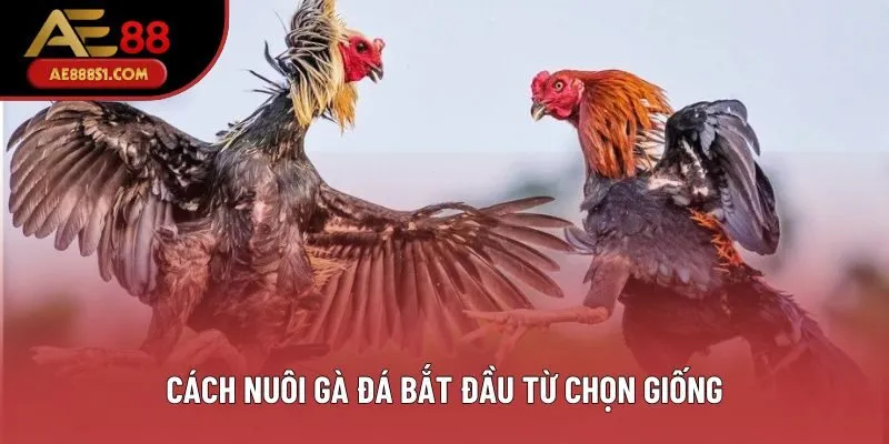 Cách nuôi gà đá bắt đầu từ chọn giống