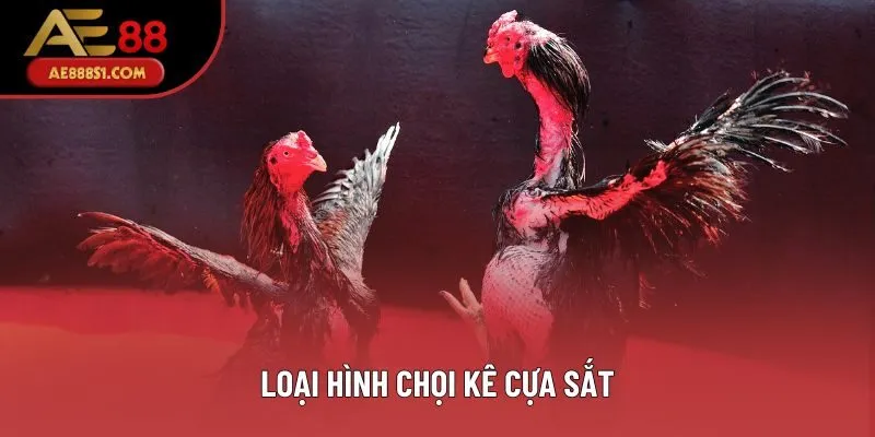 Loại hình chọi kê cựa sắt Loại hình chọi kê cựa sắt