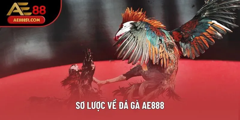 Sơ lược về đá gà AE888 Sơ lược về đá gà AE888