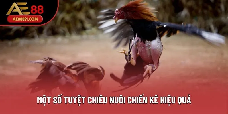 Một số tuyệt chiêu nuôi chiến kê hiệu quả Một số tuyệt chiêu nuôi chiến kê hiệu quả