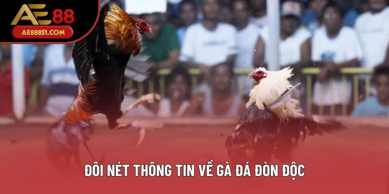 Đôi nét thông tin về gà đá đòn độc Đôi nét thông tin về gà đá đòn độc