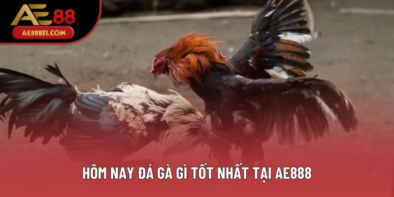 Hôm nay đá gà gì tốt nhất tại AE888