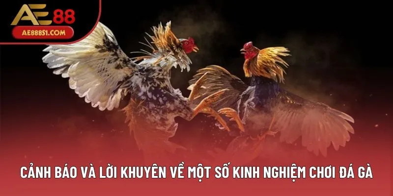 Cảnh báo và lời khuyên về một số kinh nghiệm chơi đá gà