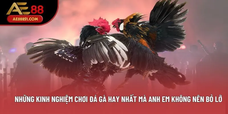 Những kinh nghiệm chơi đá gà hay nhất mà anh em không nên bỏ lỡ