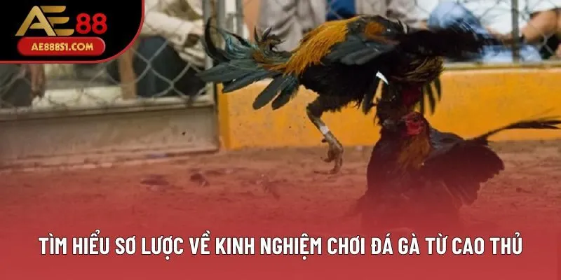 Tìm hiểu sơ lược về kinh nghiệm chơi đá gà từ cao thủ