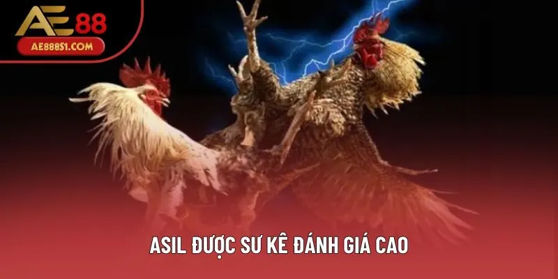 Asil được sư kê đánh giá cao Asil được sư kê đánh giá cao