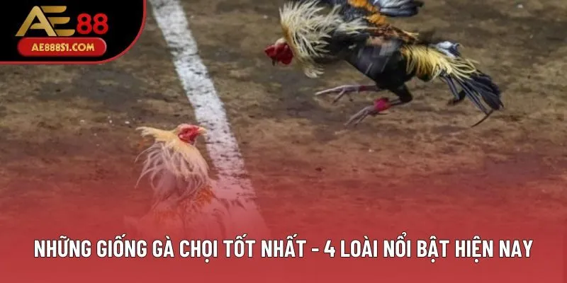 Những Giống Gà Chọi Tốt Nhất - 4 Loài Được Sư Kê Yêu Thích