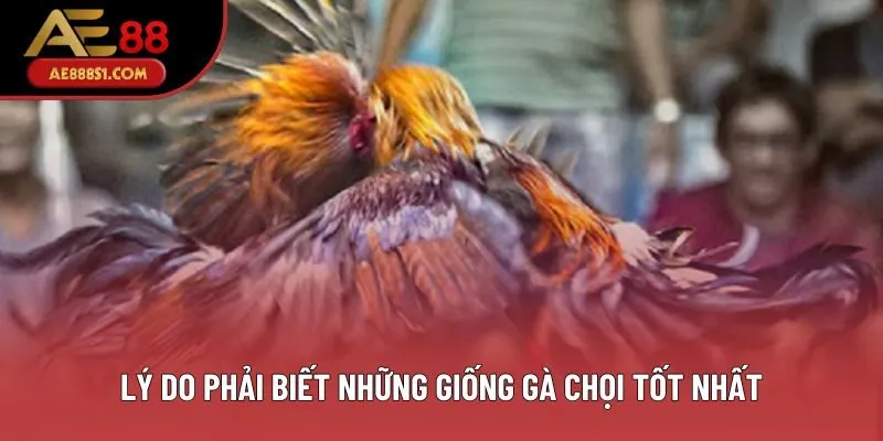 Lý do phải biết những giống gà chọi tốt nhất Lý do phải biết những giống gà chọi tốt nhất