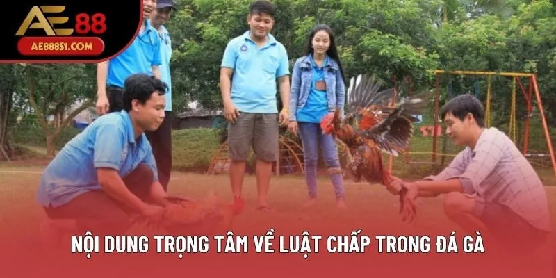 Nội dung trọng tâm về luật chấp trong đá gà Nội dung trọng tâm về luật chấp trong đá gà