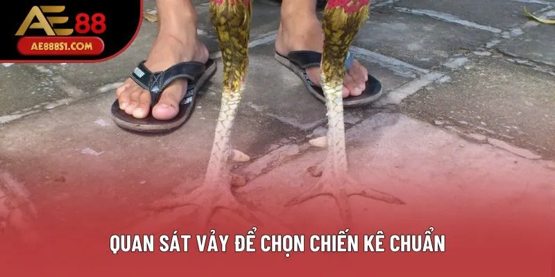 Quan sát vảy để chọn chiến kê chuẩn Quan sát vảy để chọn chiến kê chuẩn