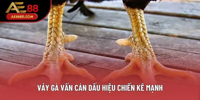 Vảy gà vấn cán dấu hiệu chiến kê mạnh Vảy gà vấn cán dấu hiệu chiến kê mạnh