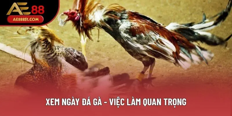 Xem ngày đá gà - Việc làm quan trọng Xem ngày đá gà - Việc làm quan trọng